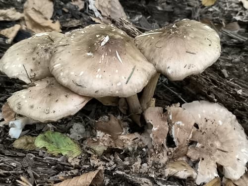 Pluteus