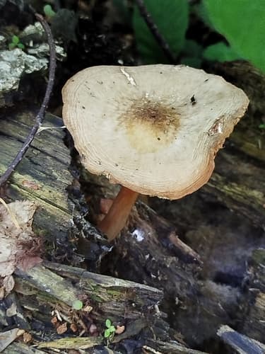 Drobnołuszczak jeleni
