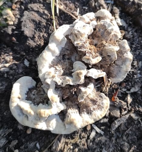 Szaroporka podpalana