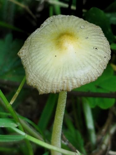 Gnojanka żółtawa