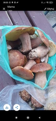 borowik usiatkowany