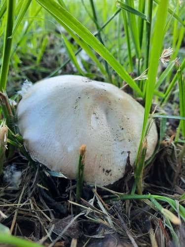 Pieczarka biaława