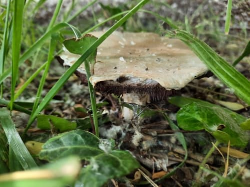 Pieczarka łąkowa