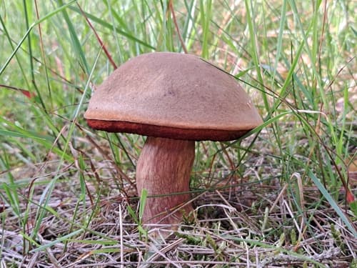 krasnoborowik ceglastopory