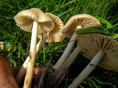 Twardzioszek przydrożny