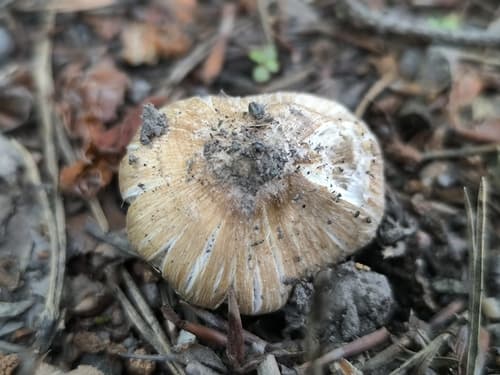 rysostrzępiak porysowany