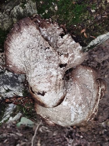 Białoporek brzozowy