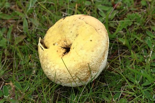 Purchawka oczkowana