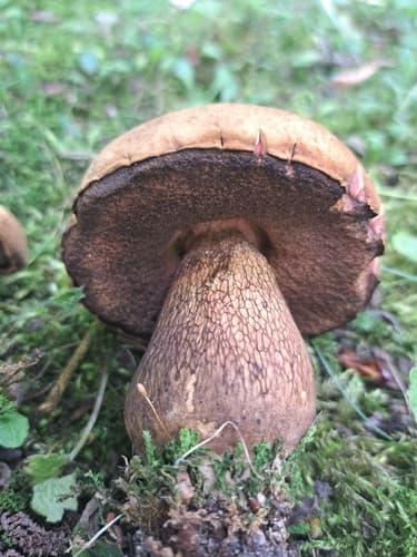 Modroborowik ponury