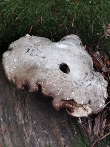 Białoporek brzozowy