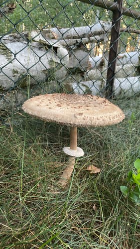 Czubajka kania