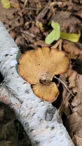Cerioporus leptocephalus
