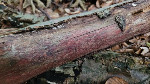 Phanerochaete sanguinea