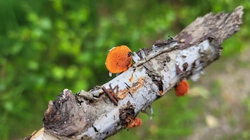 Gęstoporek cynobrowy