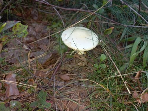 Muchomor cytrynowy