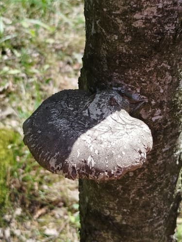 Białoporek brzozowy