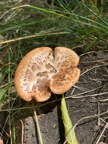 Żagiew Łuskowata