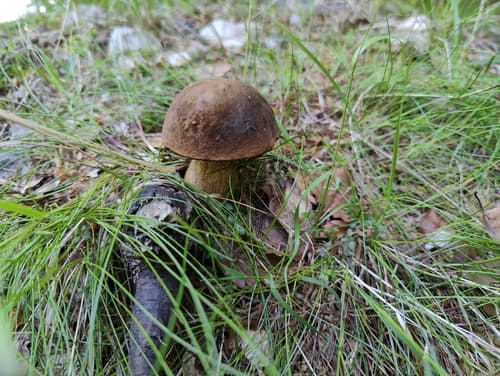 Borowikowate