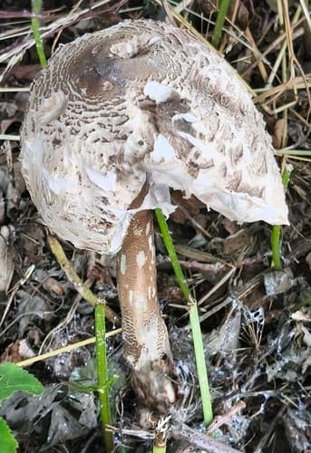 Macrolepiota
