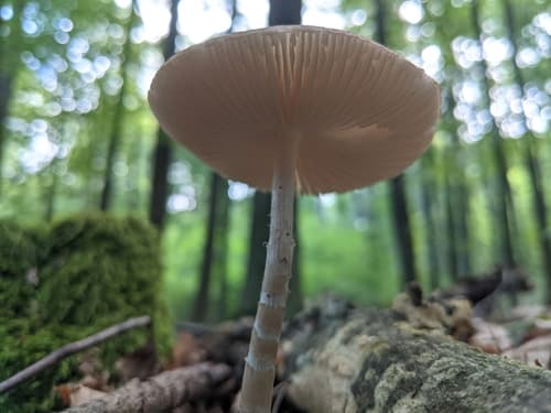 Pieniążkówka gładkotrzonowa