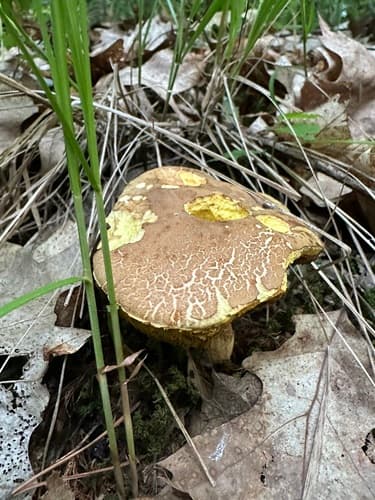 podgrzybek