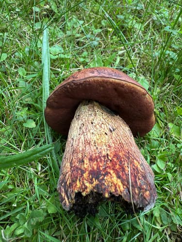 Modroborowik ponury