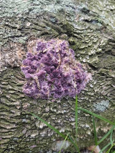 Chrząstkoskórnik purpurowy