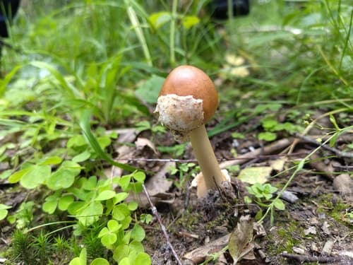 Amanita fulva