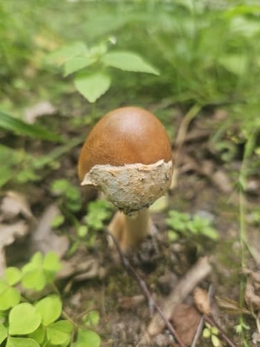 Muchomor rdzawobrązowy