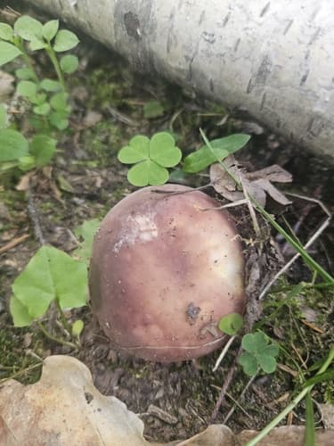 Gołąbek wyborny