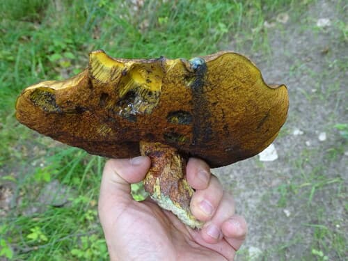 krasnoborowik ceglastopory