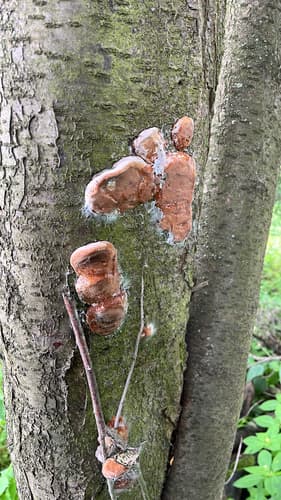 Czyreń śliwowy