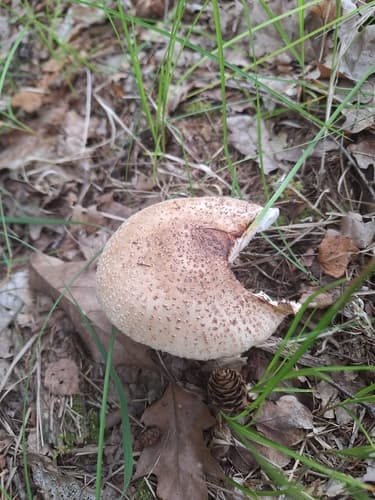 Muchomor czerwieniejący