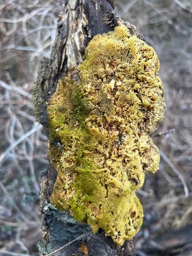 Sarcodontia uda