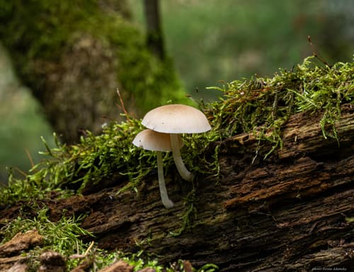 Bolbitius aleuriatus