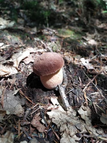 krasnoborowik ceglastopory