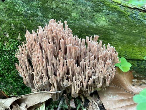 Ramaria rubella