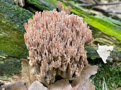 Ramaria rubella
