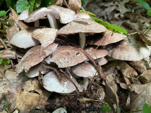 Kruchaweczka brudnobiała