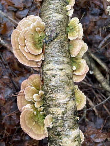 Niszczyk liściastodrzewny