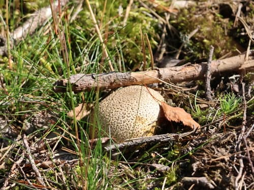 Tęgoskór cytrynowy