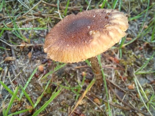 Inocybe
