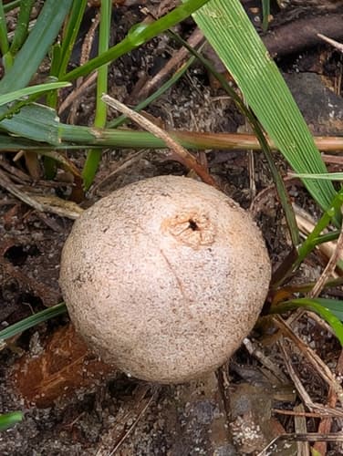 Disciseda