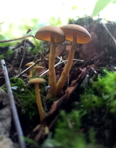 Callistosporium luteo-olivaceum