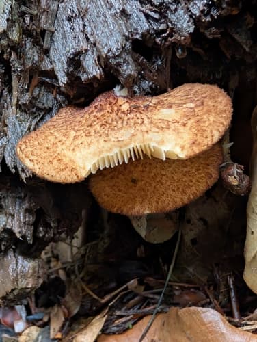Crepidotus