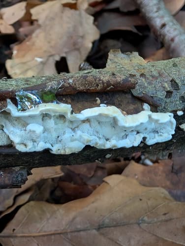 Skeletocutis