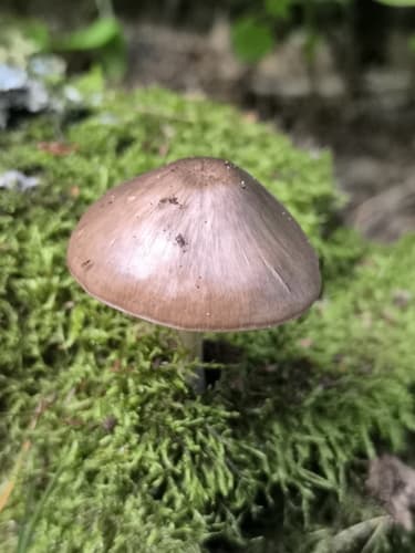 Drobnołuszczak jeleni