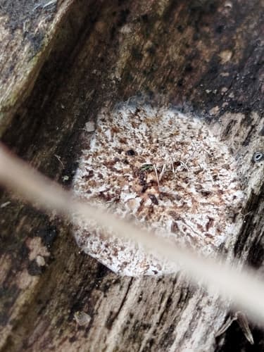 Adustoporia sinuosa