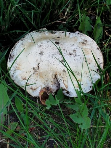 Pieczarka miejska