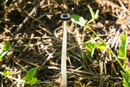 Cinereae